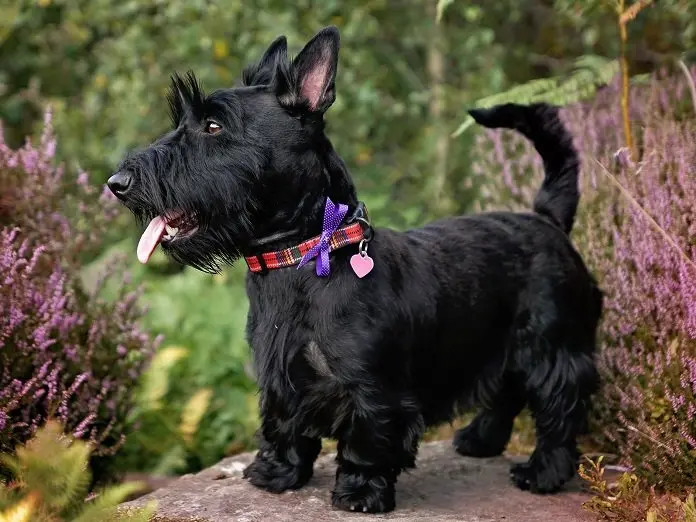 Hình ảnh chó Scottish Terrier 16