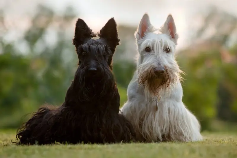 Hình ảnh chó Scottish Terrier 17