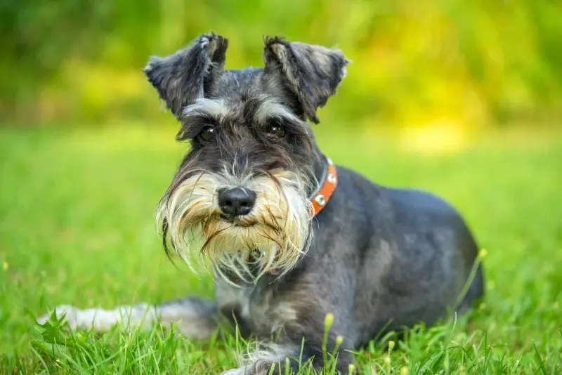 Hình ảnh chó Scottish Terrier 18