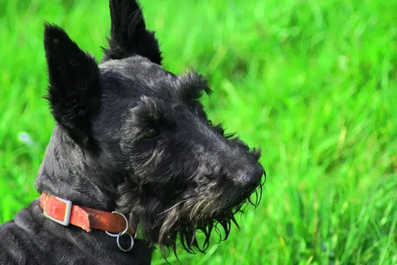 Hình ảnh chó Scottish Terrier 19