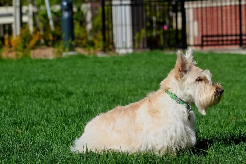 Hình ảnh chó Scottish Terrier 20