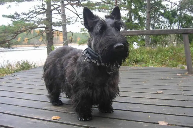 Hình ảnh chó Scottish Terrier 21