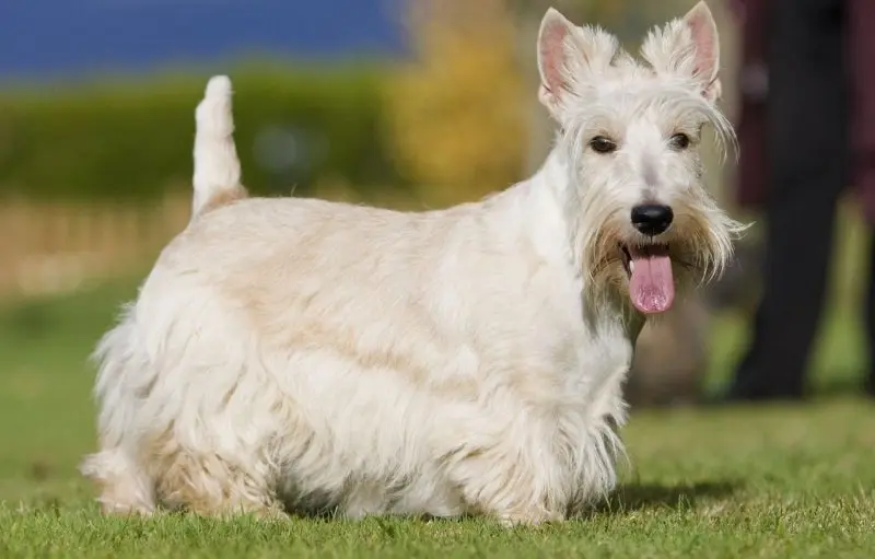 Hình ảnh chó Scottish Terrier 22