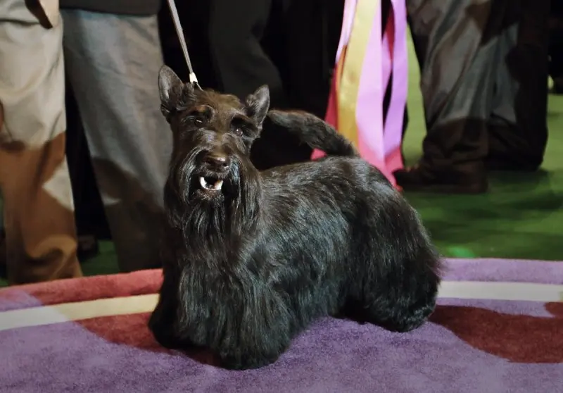 Hình ảnh chó Scottish Terrier 23