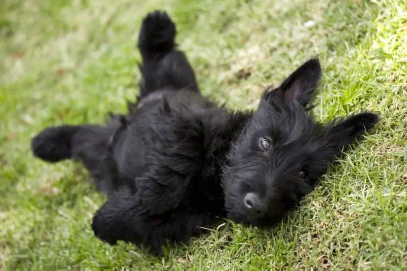 Hình ảnh chó Scottish Terrier 24