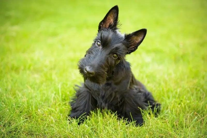 Hình ảnh chó Scottish Terrier 25