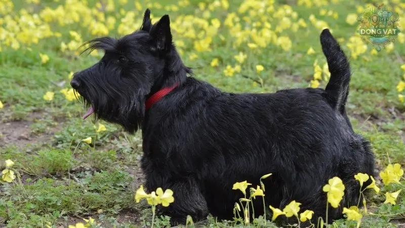 Chó Scottish Terrier giá bao nhiêu? Cách chăm sóc chó Scottish