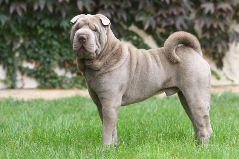 Chó Shar Pei có nguồn gốc từ đâu?