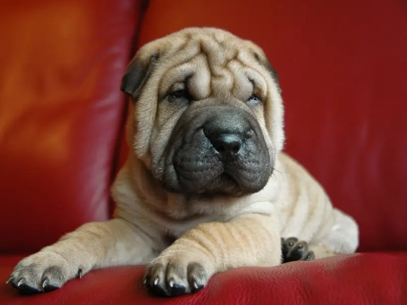 Đặc điểm tính cách của chó Shar Pei