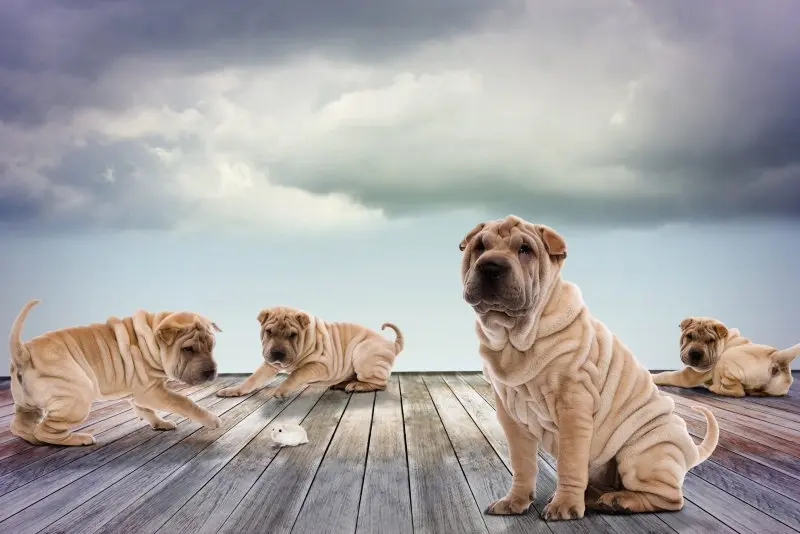 Cách chăm sóc chó Shar Pei 3