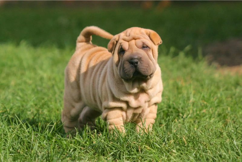 Các vấn đề sức khỏe của chó Shar Pei