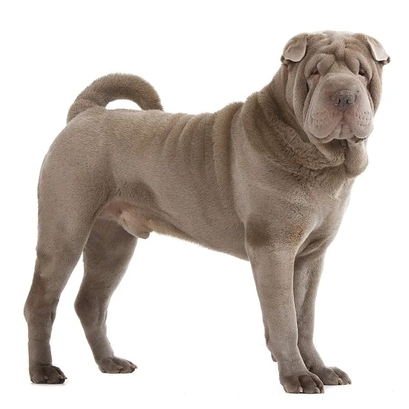 Hình ảnh chó Shar Pei 1