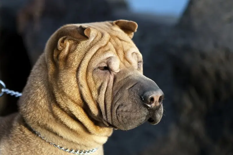 Hình ảnh chó Shar Pei 2