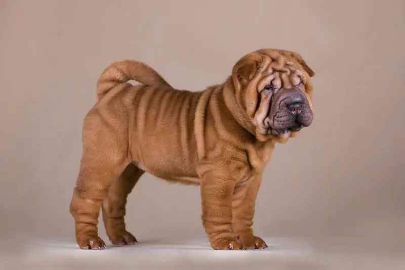 Hình ảnh chó Shar Pei 3