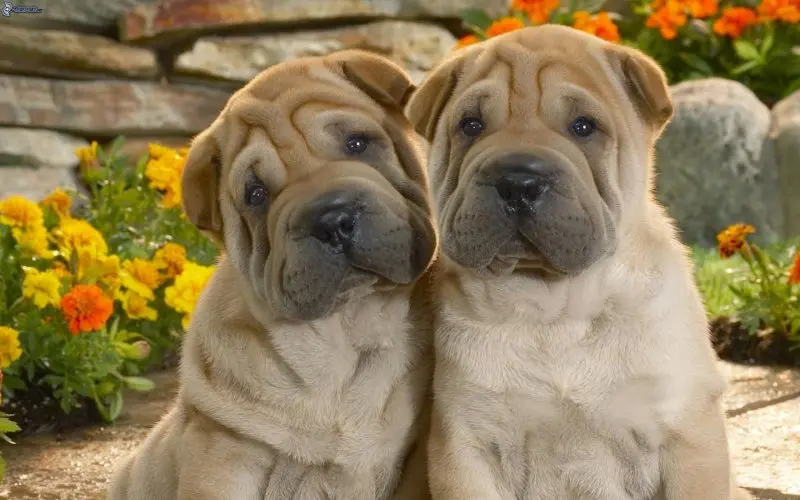 Hình ảnh chó Shar Pei 4