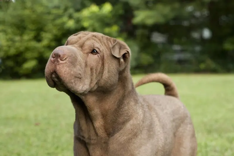 Hình ảnh chó Shar Pei 5