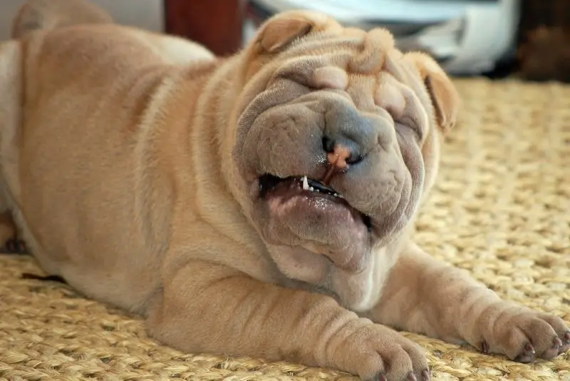 Hình ảnh chó Shar Pei 6