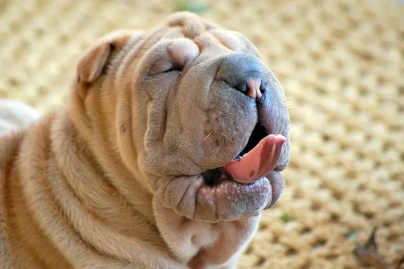 Hình ảnh chó Shar Pei 7