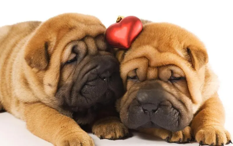 Hình ảnh chó Shar Pei 8