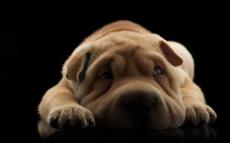 Hình ảnh chó Shar Pei 9