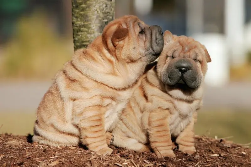 Hình ảnh chó Shar Pei 10