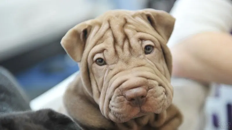 Hình ảnh chó Shar Pei 11