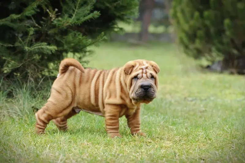 Hình ảnh chó Shar Pei 12