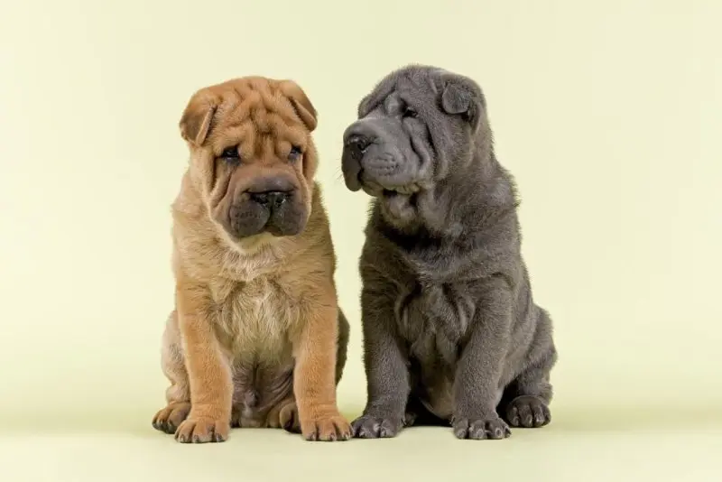 Hình ảnh chó Shar Pei 13