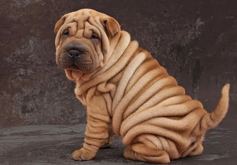 Hình ảnh chó Shar Pei 14