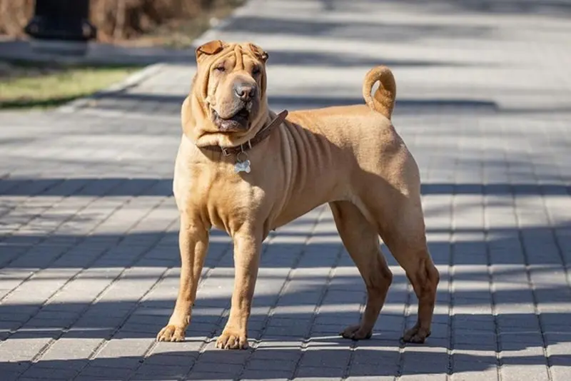 Hình ảnh chó Shar Pei 15