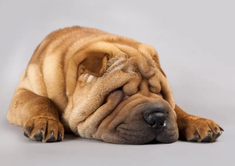 Hình ảnh chó Shar Pei 16