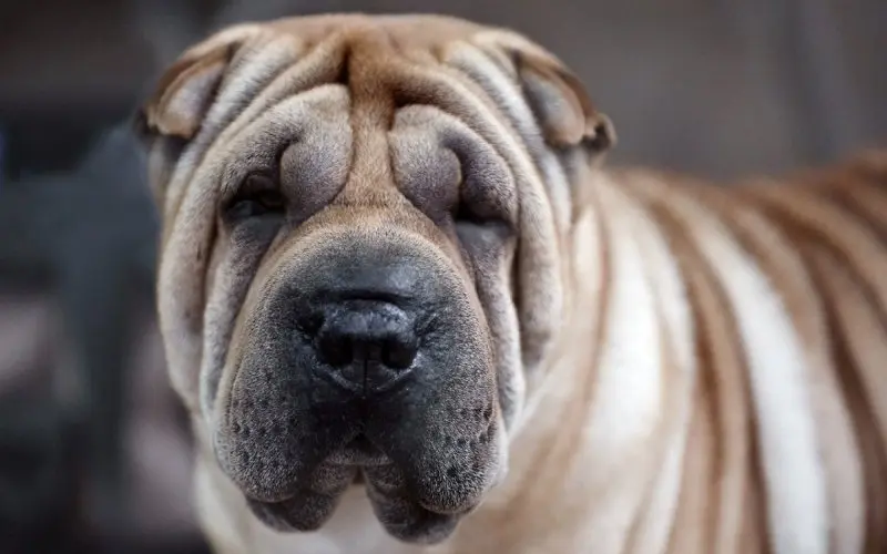 Hình ảnh chó Shar Pei 17