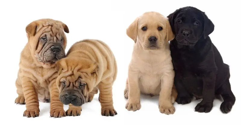 Chó Shar Pei có những màu lông nào?