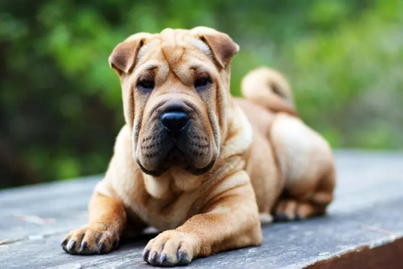 Hình ảnh chó Shar Pei 18