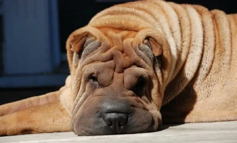 Hình ảnh chó Shar Pei 19