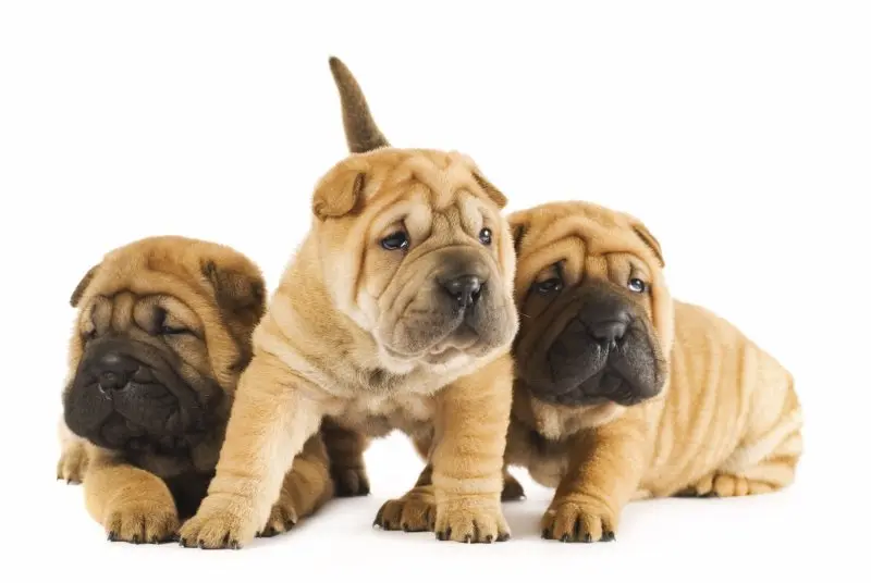 Hình ảnh chó Shar Pei 20