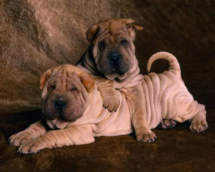 Hình ảnh chó Shar Pei 21