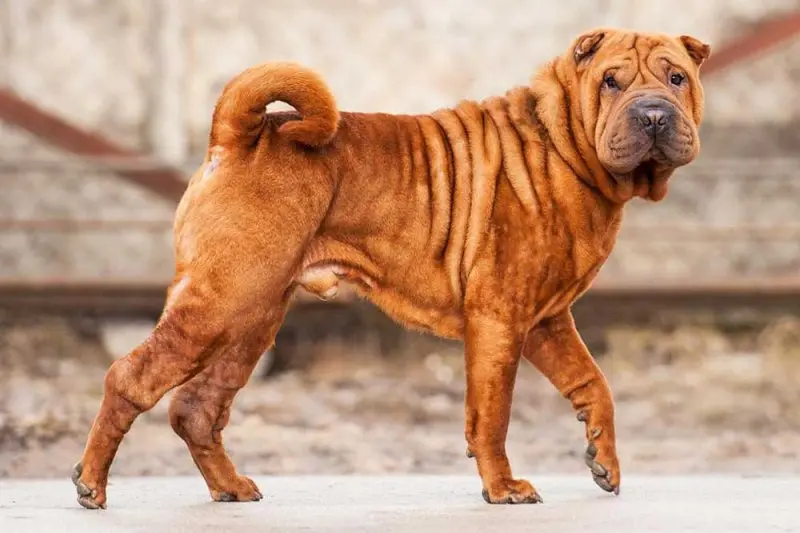 Hình ảnh chó Shar Pei 22