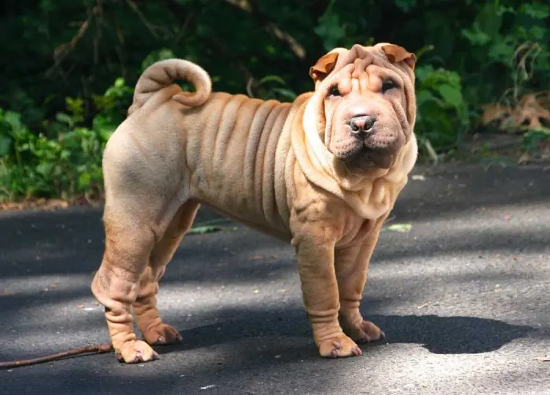 Hình ảnh chó Shar Pei 23