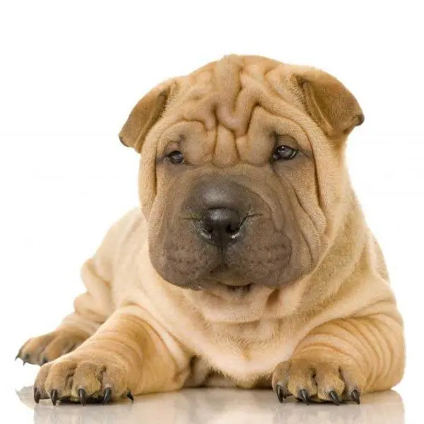 Hình ảnh chó Shar Pei 24