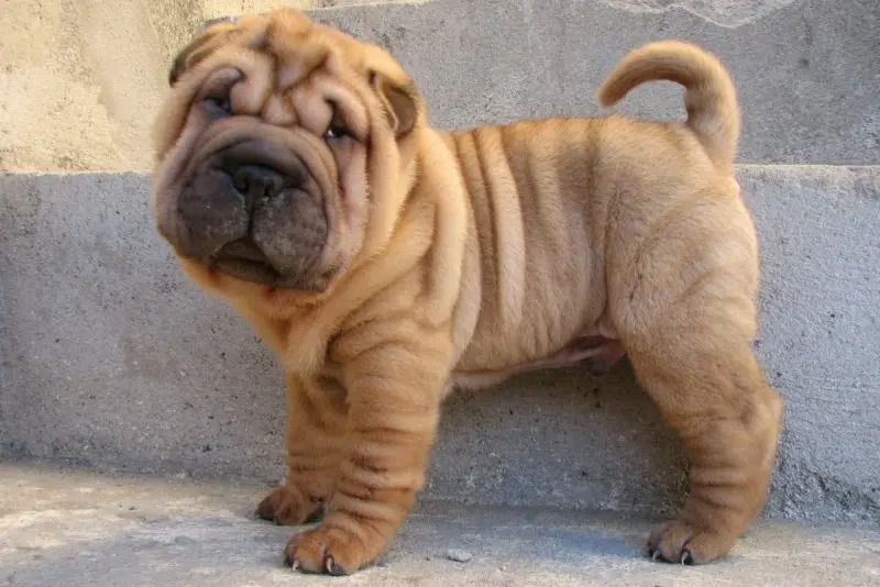 Hình ảnh chó Shar Pei 25