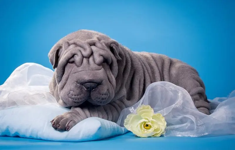 Hình ảnh chó Shar Pei 26