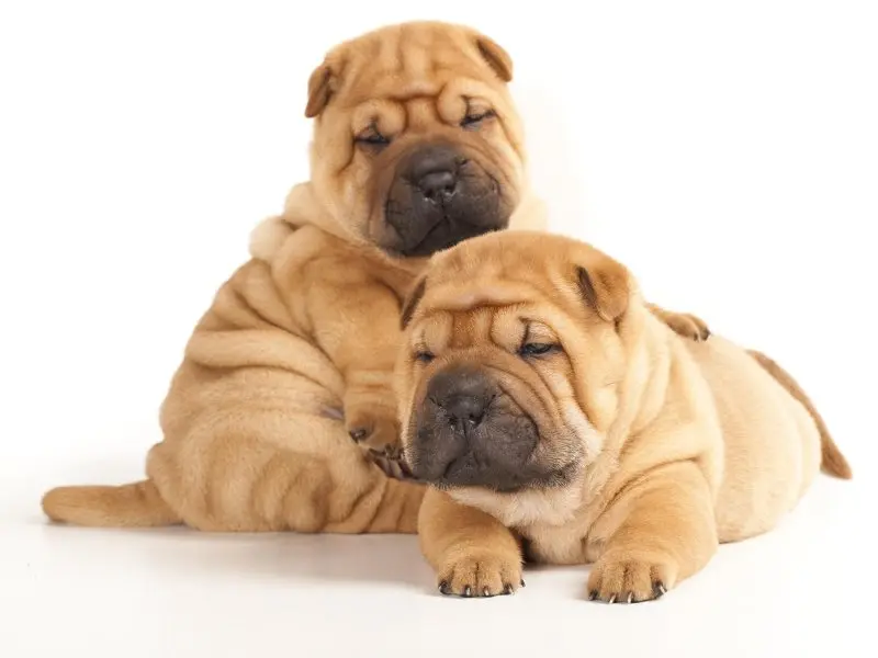 Hình ảnh chó Shar Pei 27