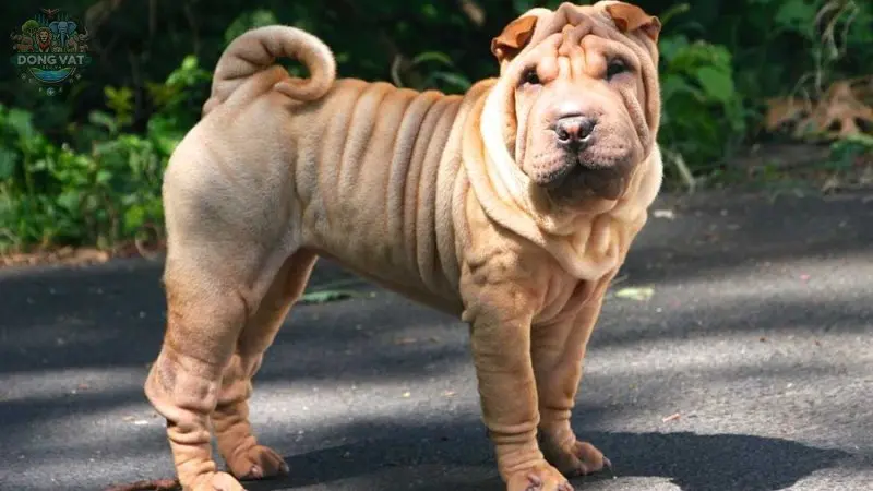 Chó Shar Pei là giống chó gì? Đặc điểm và cách chăm sóc