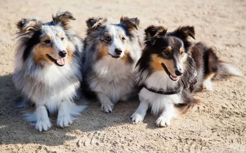 Đặc điểm của chó Shetland Sheepdog 1