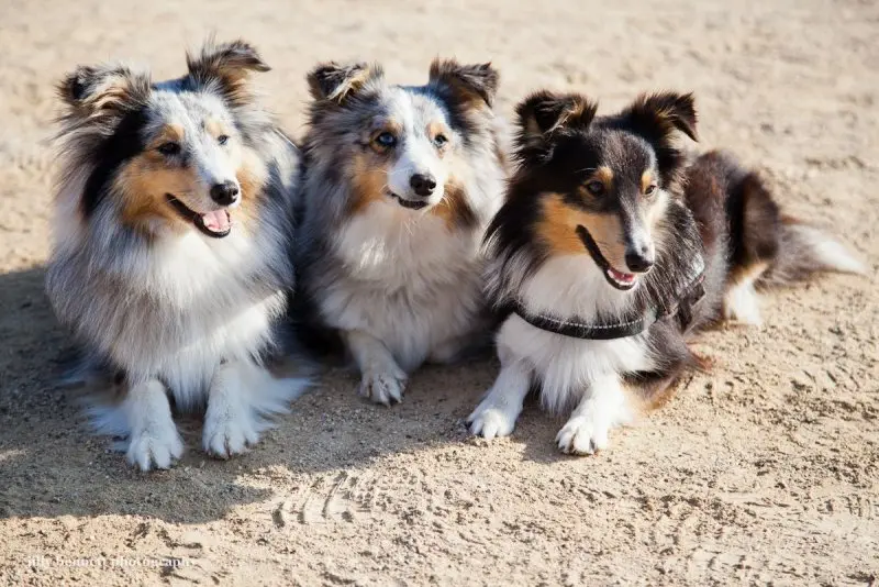 Chó Shetland Sheepdog có nguồn gốc từ đâu?