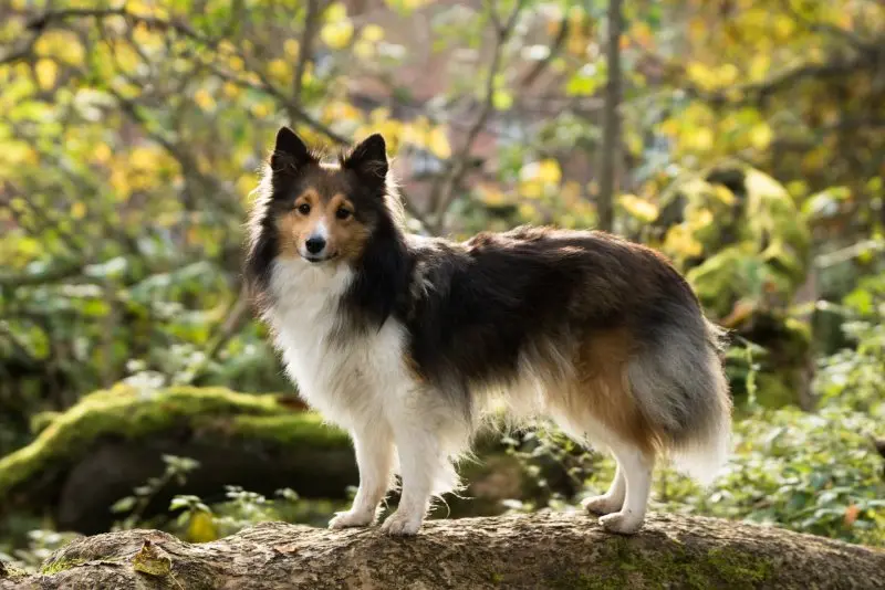 Đặc điểm của chó Shetland Sheepdog 3