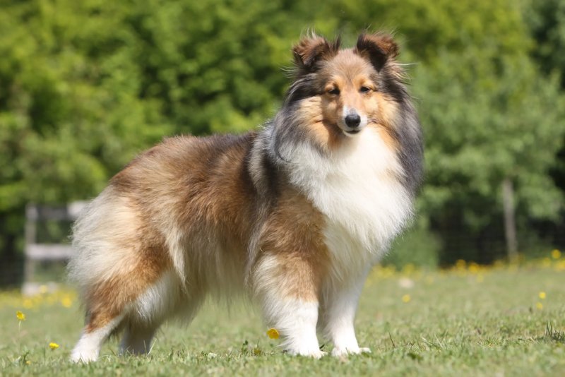 Cách chăm sóc cho chó Shetland Sheepdog 4