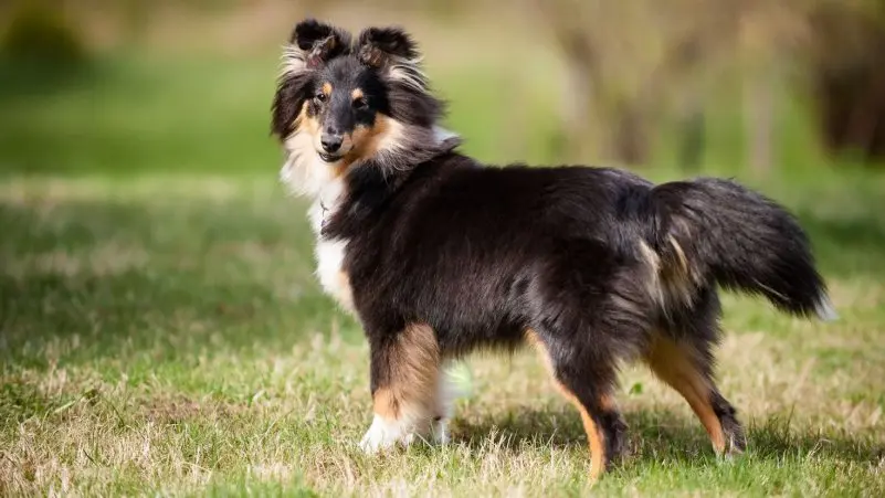 Cách chăm sóc cho chó Shetland Sheepdog 3