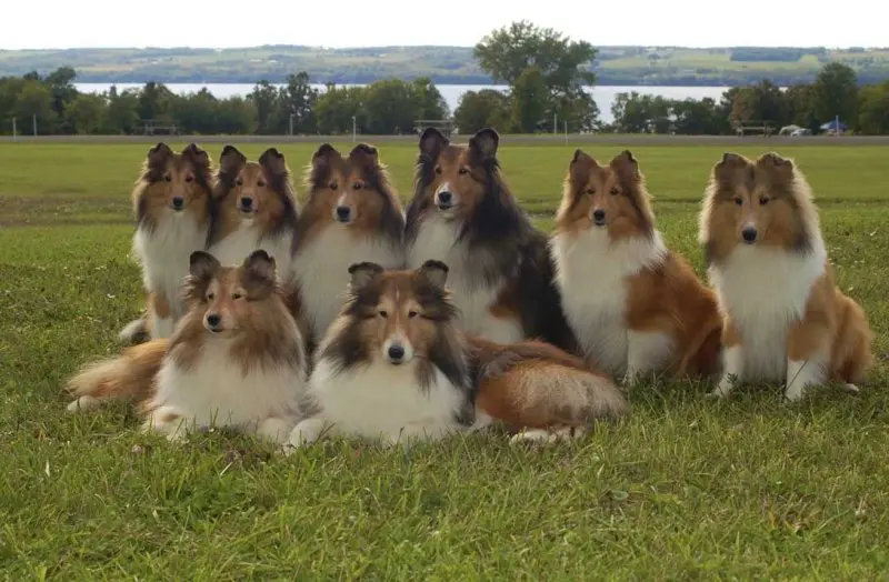 Huấn luyện chó Shetland Sheepdog